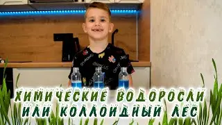 Химические водоросли или коллоидный лес. Эксперимент из набора.