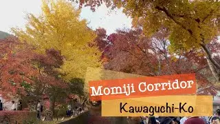 Fuji Kawaguchiko Momiji Autumn Leaves Festival 2022 (富士河口湖紅葉まつり2022)