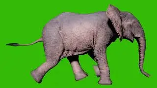 Running Elephant Green Screen 4K 60FPS | High-Quality Stock Footage