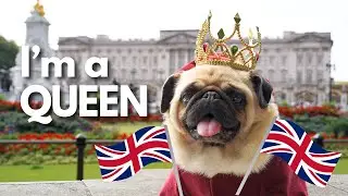 EPIC People's Reactions to My Dog Dressed as a QUEEN in London