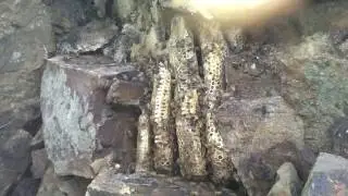 Натуральный горный мед! Natural  bee honey