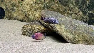 Tropheus moorii 
