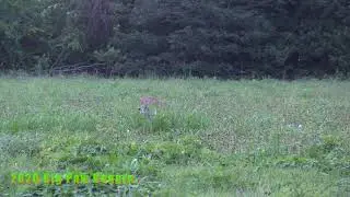 Exploding Coyote
