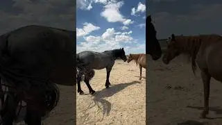 Сын Вулкана на продажу! Цена 1000 $ Жамбылская обл. Талаский р-н г.Каратау #вулкан #horse #малбазар