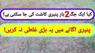اس طریقے سے پنیری کاشت مت کریں||  pneeri ak jaga pr do bar pneri  kasht na  kra || ghili zemen