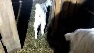 Козы. Сидим дома.