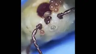 Клещи откладывают яйца