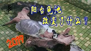 【養龜vlog】簡單介紹一下陽台龜池！巴西龜太開心了！