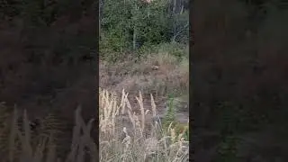 Велик шмелик пелик