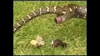 How Snakes Poop and Pee