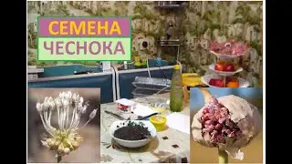 СЕМЕНА ОЗИМОГО ЧЕСНОКА пробуем про растить в комнате