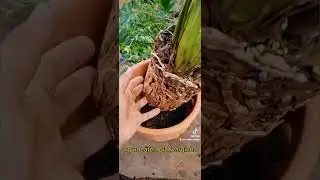 Replantar Orquídeas Cymbidium