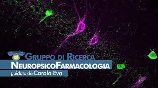 NICO - NeuropsicoFarmacologia