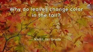 Why do leaves change color in the fall?