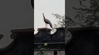#National Bird #Peacock
