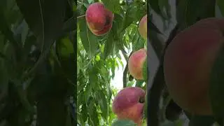Персик Киевский ранний