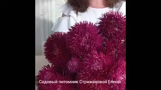 БАЛОН РУБИН