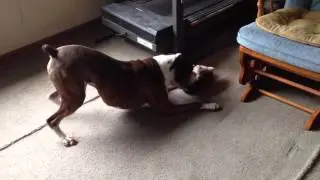 Boxer vs. Hedgehog (Stuffed)