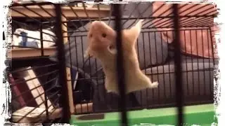 Хомяк ★ в клетке ►) Hamster stuntman  (HD)