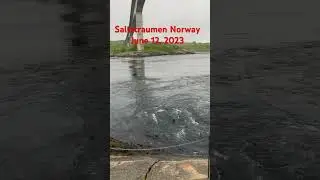Saltstraumen Norway 🇳🇴