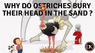 why do ostriches bury their head in the sand | Do they bury when they are scared ?