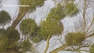 Verify | Is Mistletoe actually dangerous?