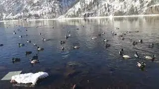 Дивногорск. Утки