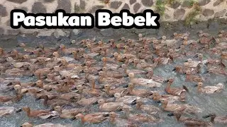 Bebek adus kali