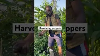 Harvesting sweet peppers from the backyard garden #shorts #garden
