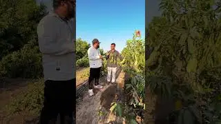 બનાના યલો કેરી 🥭