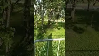 кировский парк