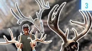 Sleek 12-Point Set, Nice 6-Point Antler & EHD Deer // Shed Hunting 2024 E3