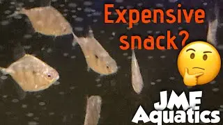 New fish, tiger, silver dollar.