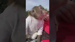Маруся на связи👋🐒 #monkey #animals #petmonkey #животные #зоо #обезьяна #экзотика #питомец #funny