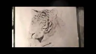 Drawing of tiger