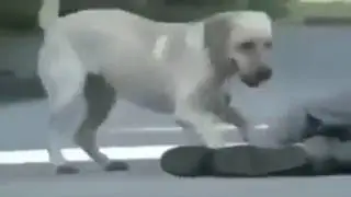 Собака больше чем друг!