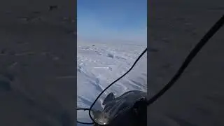 охота на волков .Волки загрызли сайгака # shorts