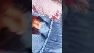 глупий шпиц 1 часть 3 сезон