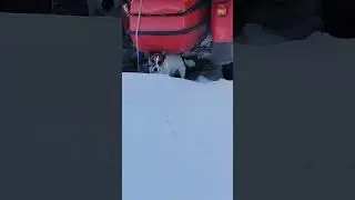Джек рассел терьер