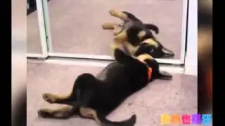 Funny Cats Compilation   2016 1