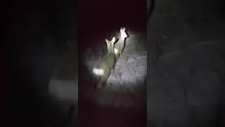 косуля 🦌