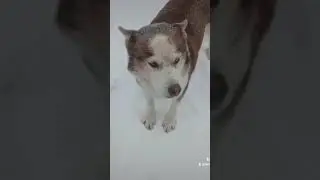 Хулиганка, хулиганка - девочка по имени Шаманка😊 