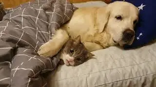 кот и пес . застукали