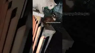 antara brantem dan ngomel. #shorts #cat #catlover #catcat #pedulikucing #cats #kitten #kucing