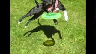 Happy Birthday Inja (Staffordshire Bull Terrier)