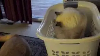 Mischievous kitty vs. Karma