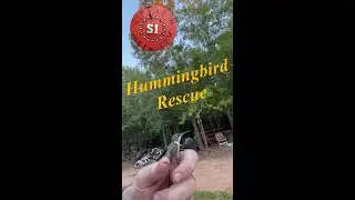 Animal Rescue, Hummingbird, Full Video