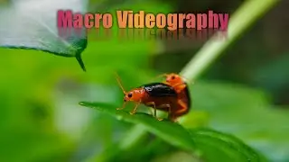 MACRO VIDEOGRAPHY | MACRO SHOT