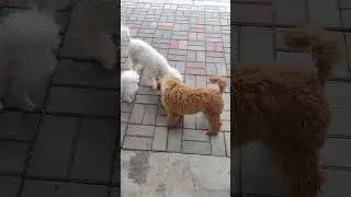 играем в мячик