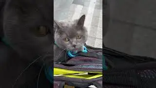Чип для кота в Китае🇨🇳 #жизньвкитае #китай #путешествиевкитае #культурныйобмен #школавкитае